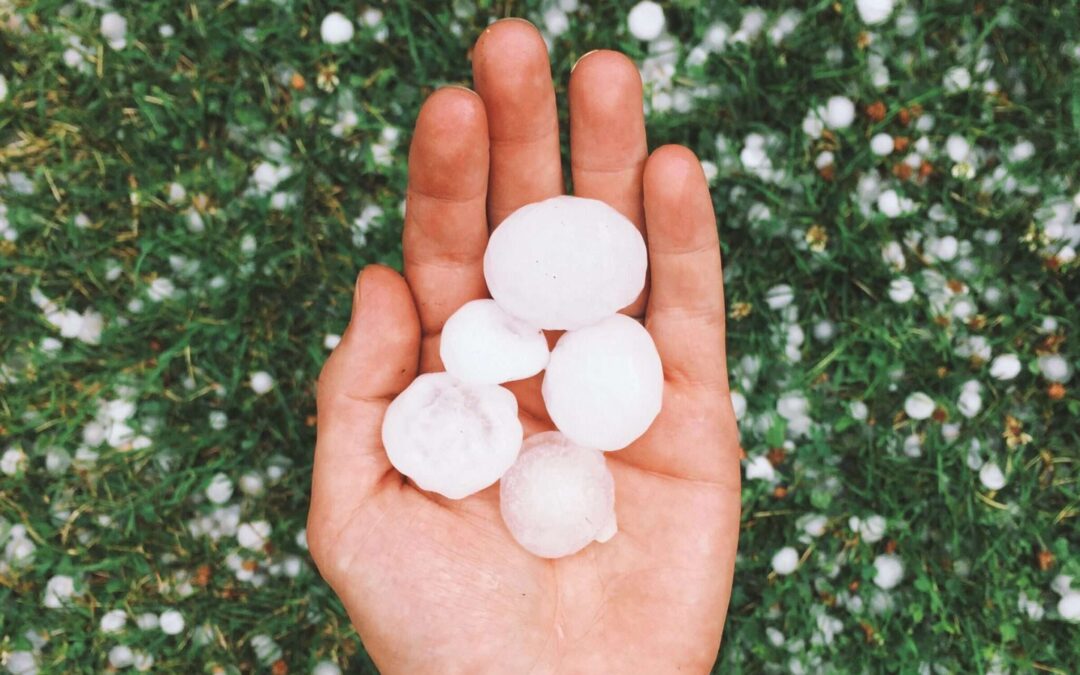 large hailstones in hand with hail in grass in the background, hail damage